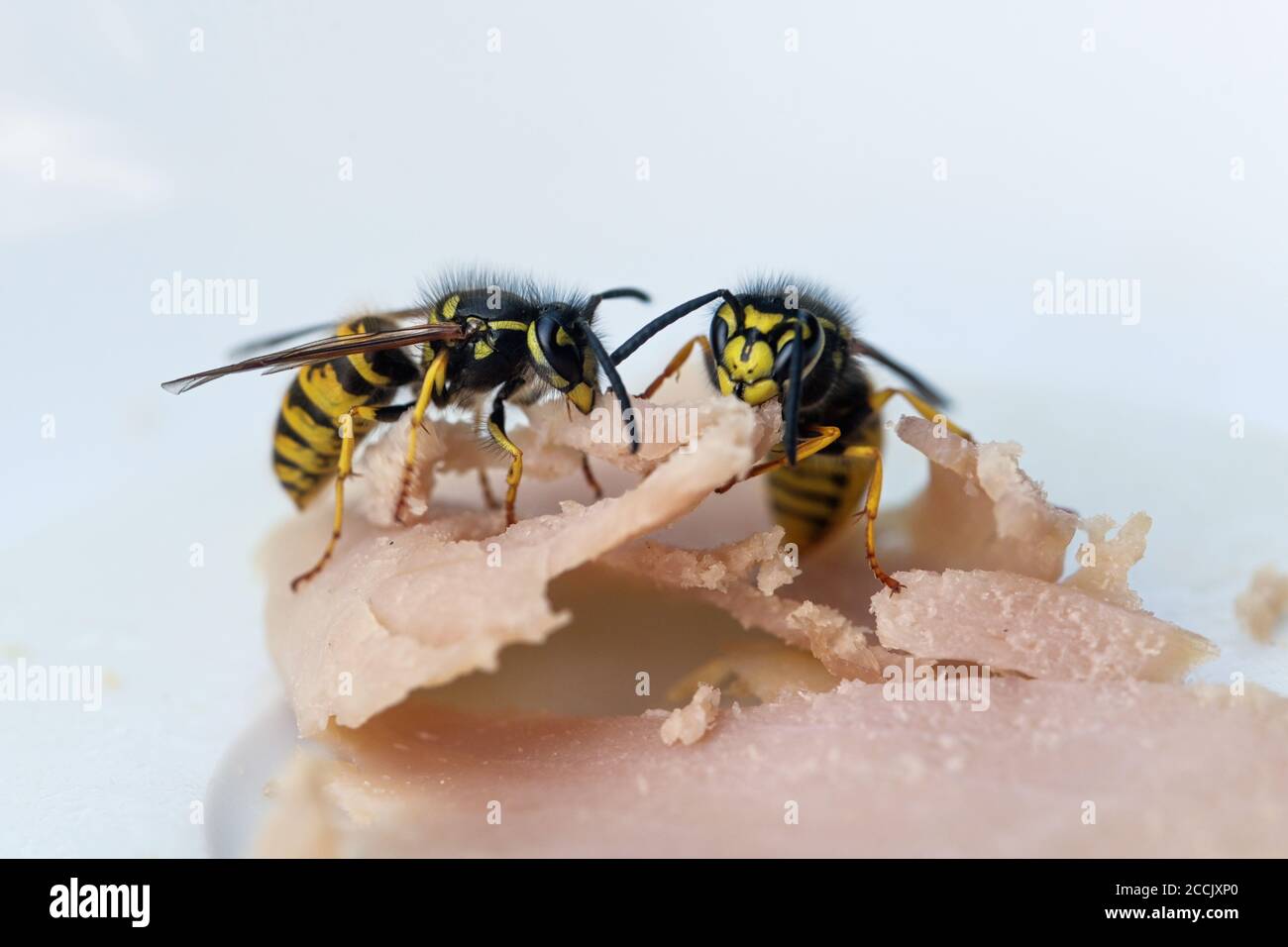 Zwei Wespen essen Schinken auf einem weißen Teller bei einem Abendessen im Freien, im Spätsommer können sie lästig und gefährlich für Allergiker werden, Makro-Sho Stockfoto