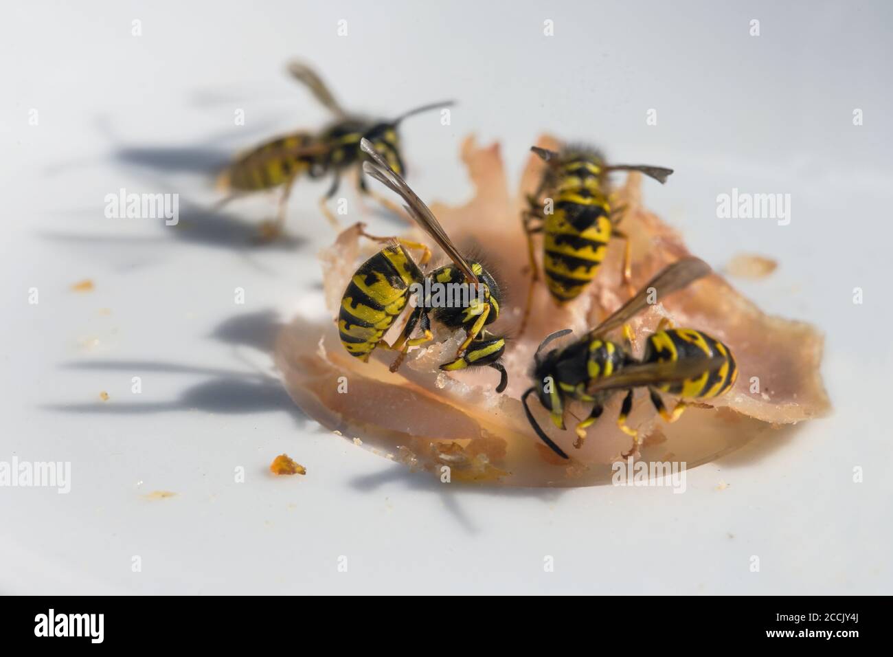 Wespen auf einem Stück Schinken auf einem weißen Teller, im Spätsommer können die Insekten lästig und gefährlich für Allergiker werden, wenn sie draußen essen, macr Stockfoto