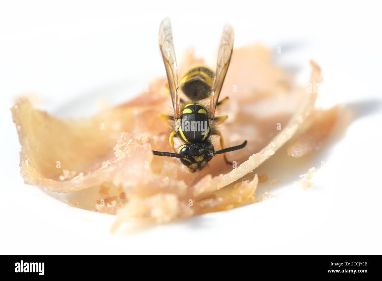 Wespe nimmt einen Bissen Schinken auf einem weißen Teller, im Sommer können die Insekten lästig und gefährlich werden, wenn sie draußen essen, Makroaufnahme, Kopierraum, auswählen Stockfoto
