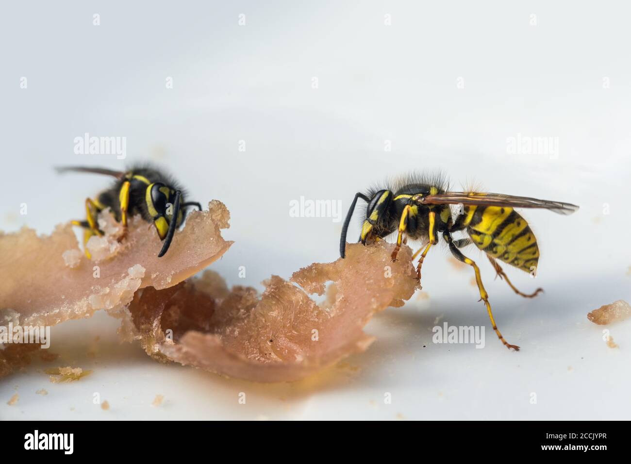 Wespen essen Schinken von einem Teller, im Spätsommer können sie lästig und gefährlich werden um Outdoor-Nahrungsquellen, Makroaufnahmen, Kopierraum, selec Stockfoto