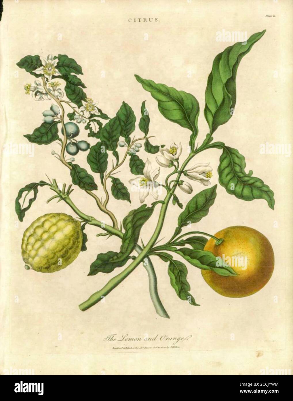 Botanische Illustration von Zitrone und Orange Zitrusfrucht handkolorierte Kupferstich aus der Encyclopaedia Londinensis oder, Universal Wörterbuch der Künste, Wissenschaften und Literatur; Band IV; herausgegeben von Wilkes, John. Veröffentlicht 1810 in London Stockfoto
