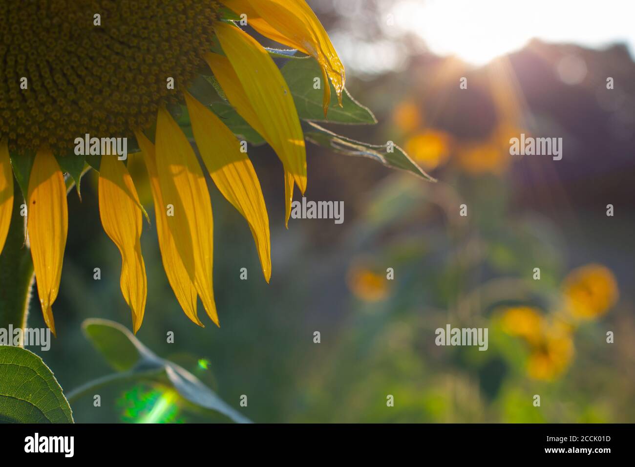 Nahaufnahme einer Teilblüte einer Sonnenblume in Die Abendsonne Stockfoto