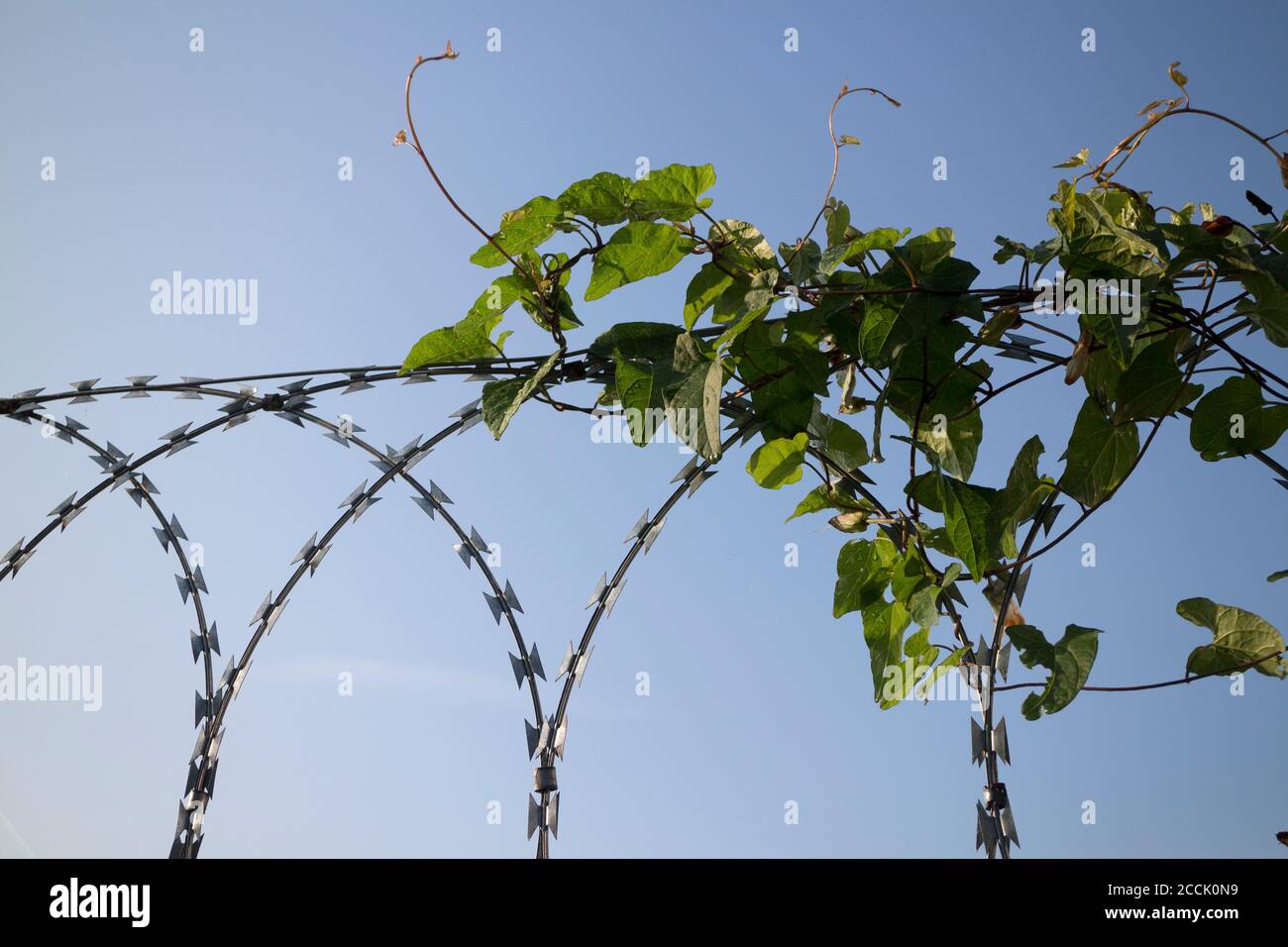 Große Bindweed (Calystegia sylvatica) wächst auf Rasierdraht, Großbritannien Stockfoto