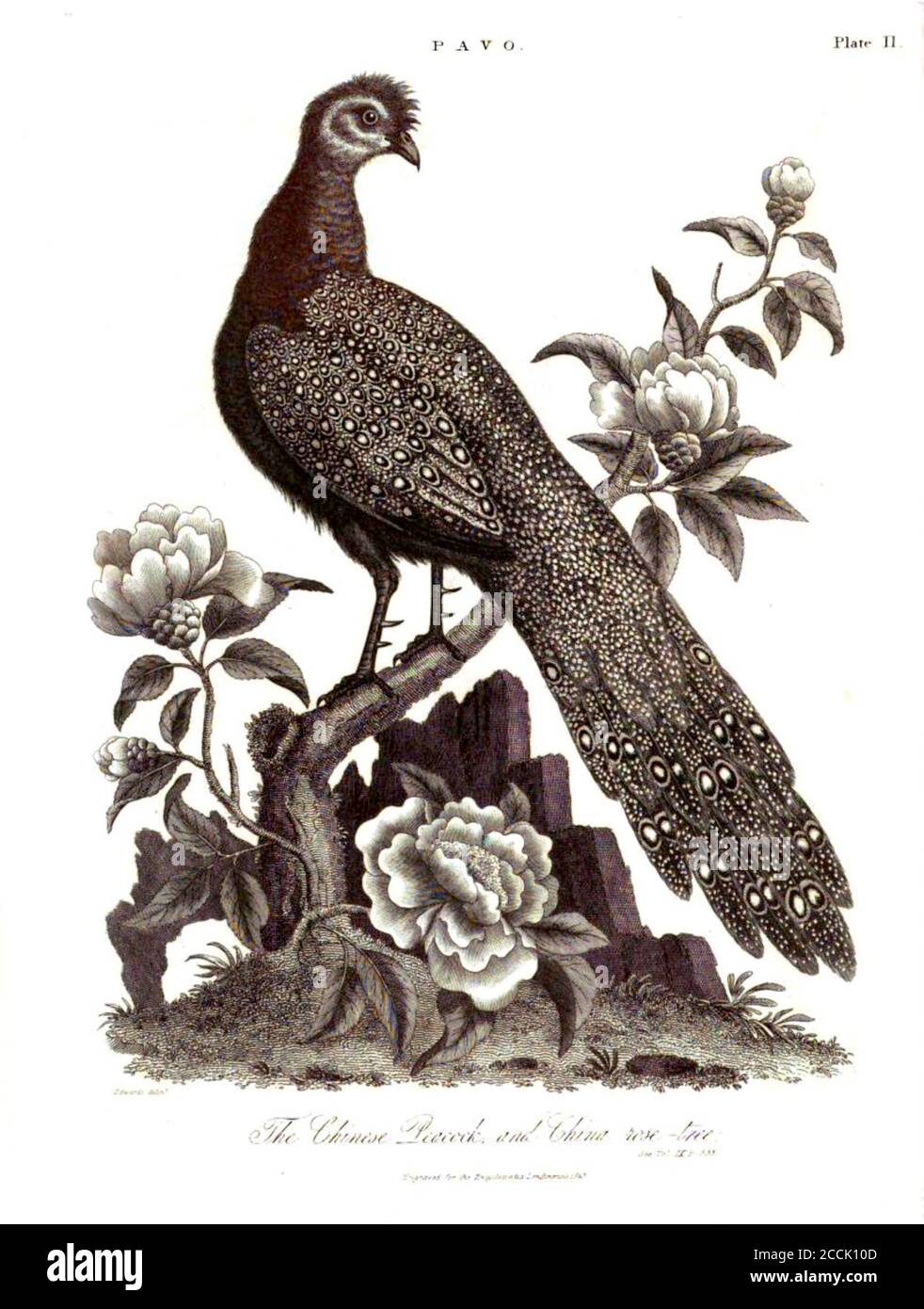 19. Jahrhundert Kupferstich eines chinesischen Pfaus aus der Encyclopedia Londinensis oder, Universal Wörterbuch der Künste, Wissenschaften und Literatur; Band XIX; herausgegeben von Wilkes, John. Veröffentlicht 1823 in London Stockfoto