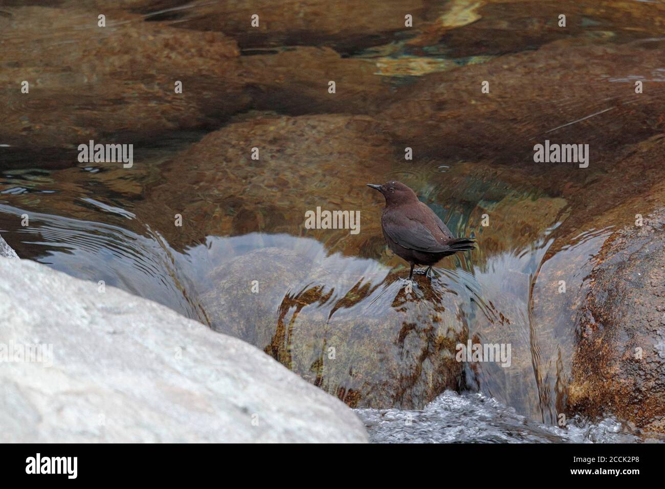 Brown Dipper (Cinclus pallasii), Tangjiahe National Nature Reserve, Sichuan, China 12. Februar 2018 Stockfoto