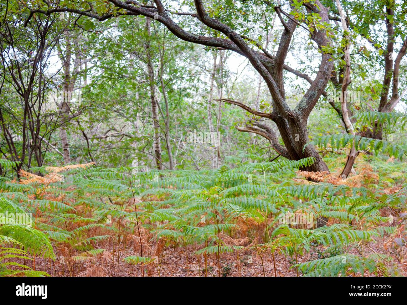 Schöne Pflanzen in Oakhanger Forest, Hampshire, Großbritannien Stockfoto