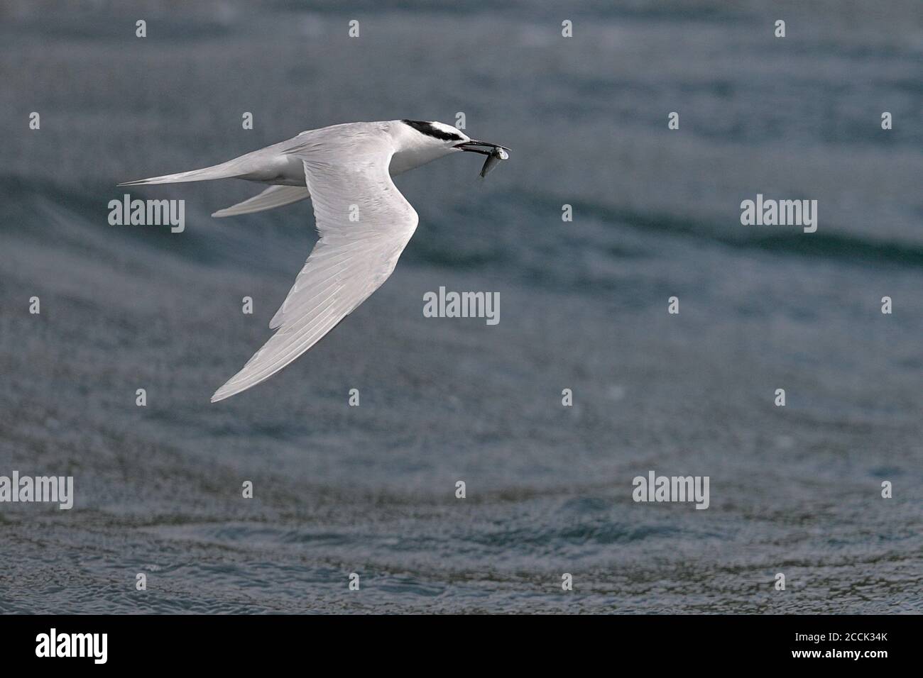 Schwarznapfseeschwalbe (Sterna sumatrana), Erwachsener im Flug mit Fisch, Tolo Harbour, Hongkong, China 16. Juli 2018 Stockfoto