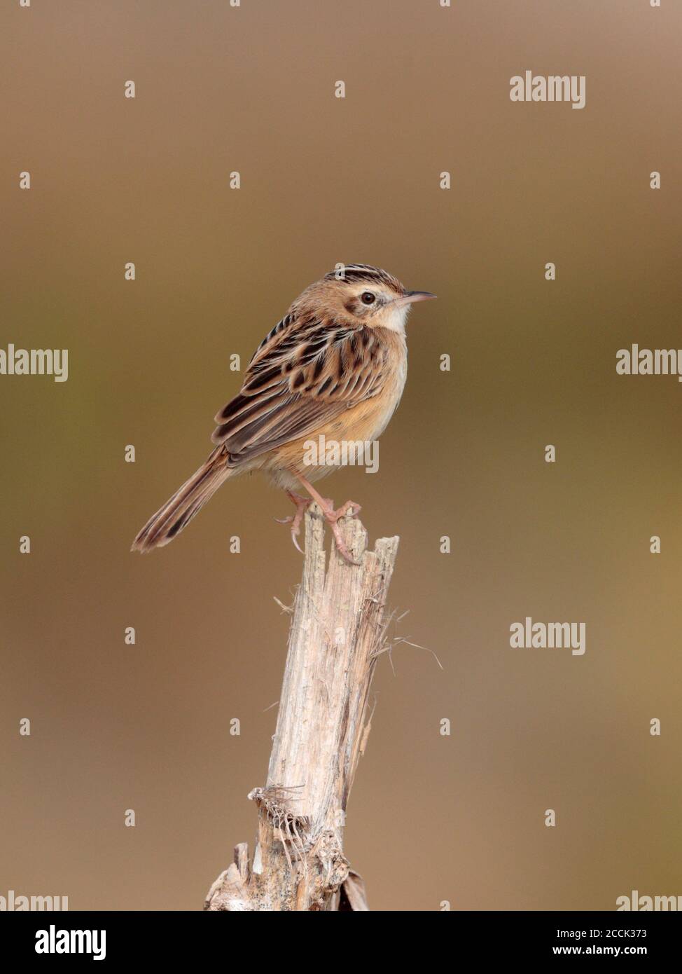 Zitting cisticola (Cisticola juncidis), Long Valley, New Territories, Hongkong 31. Dezember 2018 Stockfoto