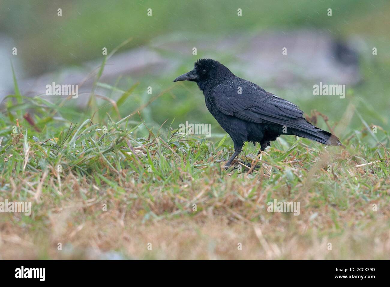 Rook (Corvus frugilegus), im Regen, Tai Sang wai, Deep Bay, Hongkong 8. Januar 2018 Stockfoto