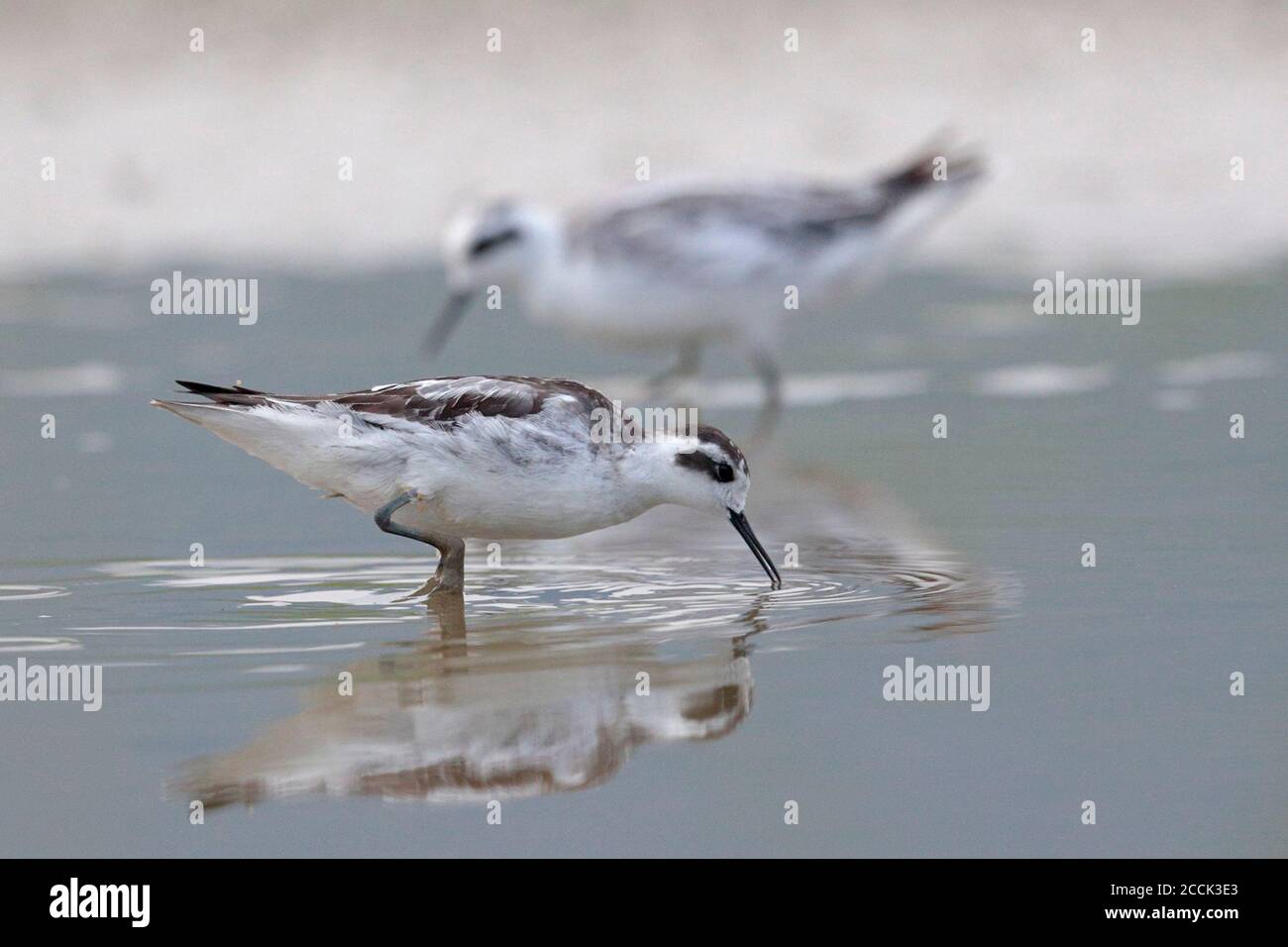 Rothalsphalarope (Phalaropus lobatus), Nahrungssuche im nassen Reisfeld, Long Valley, Hongkong 30. September 2018 Stockfoto