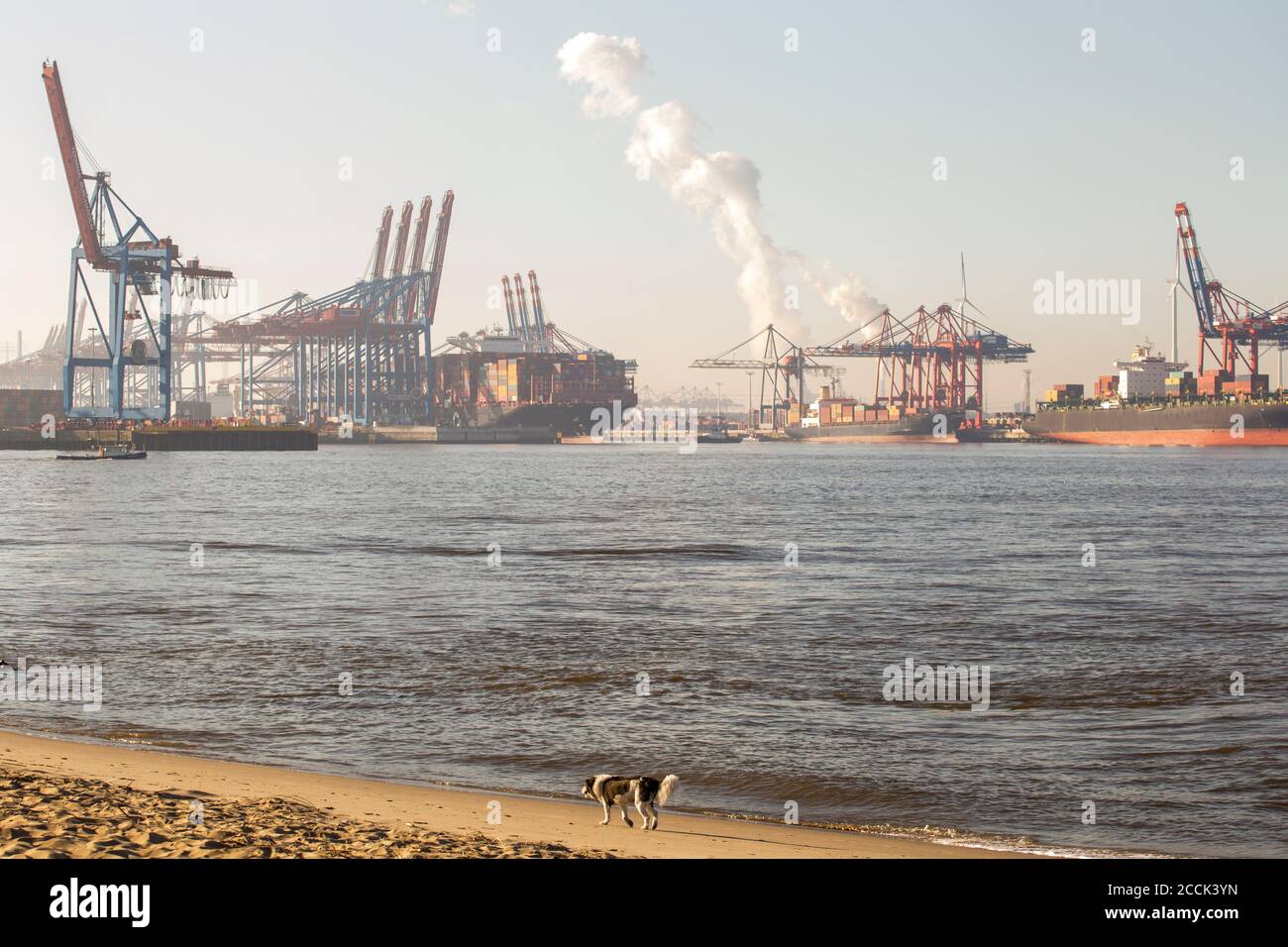 Deutschland, Hamburg, Hundespaziergängen am Flussufer entlang mit kommerziellem Dock im Hintergrund Stockfoto