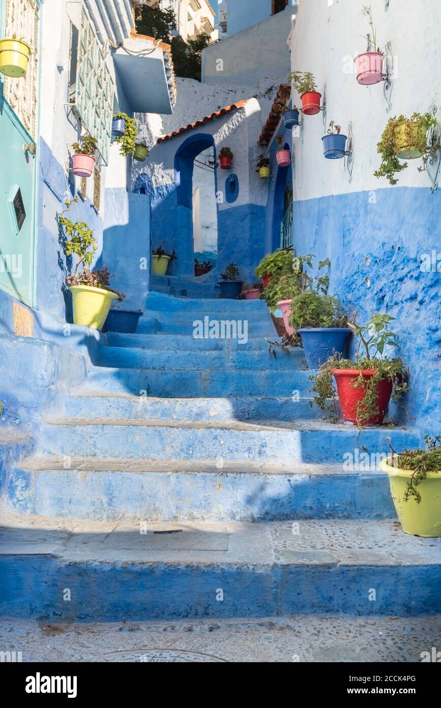 Bunte Topfpflanzen auf blauen Stufen inmitten von Häusern in Chefchaouen, Marokko Stockfoto