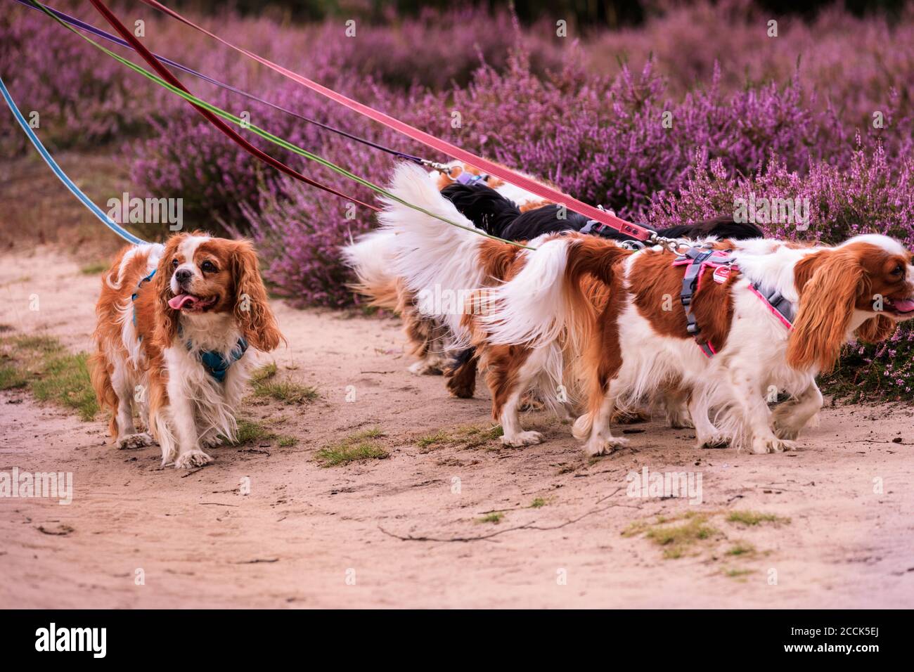 Hohe Mark, Münsterland, Deutschland. August 2020. Eine Gruppe von sieben Cavalier King Charles Spaniels genießen ihren Spaziergang. Die violette erica-Heide (calluna vulgaris) blüht in der Westruper Heide, einem Teil des Naturschutzgebietes hohe Mark im Münsterland. Jedes Jahr gegen Ende August zieht die farbenfrohe Blüte viele Besucher an, die frei über die sandigen Wege gehen können, die durch die blühenden erica-Pflanzen und Wacholdersträucher schneiden. Kredit: Imageplotter/Alamy Live Nachrichten Stockfoto