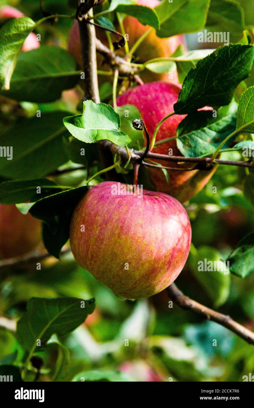 Roter Apfel auf Baumzweig Stockfoto