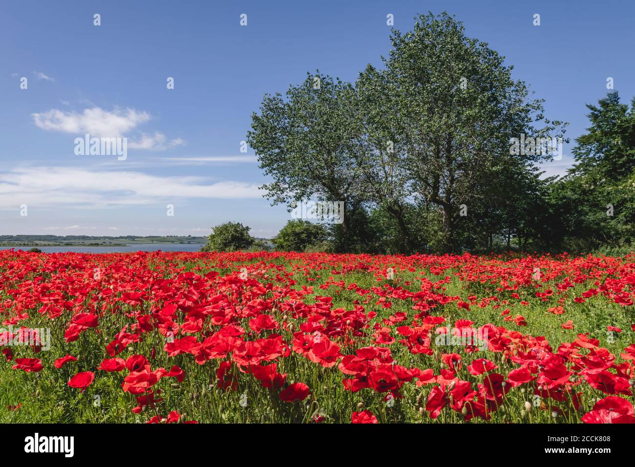 Bett mit blühenden Mohnblumen Stockfoto