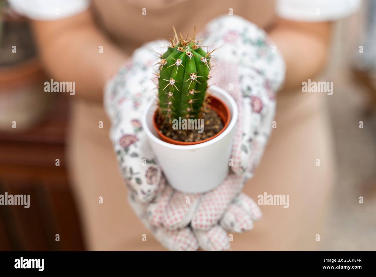 Nahaufnahme einer jungen Frau, die Kaktusanlage im Hof hält Stockfoto
