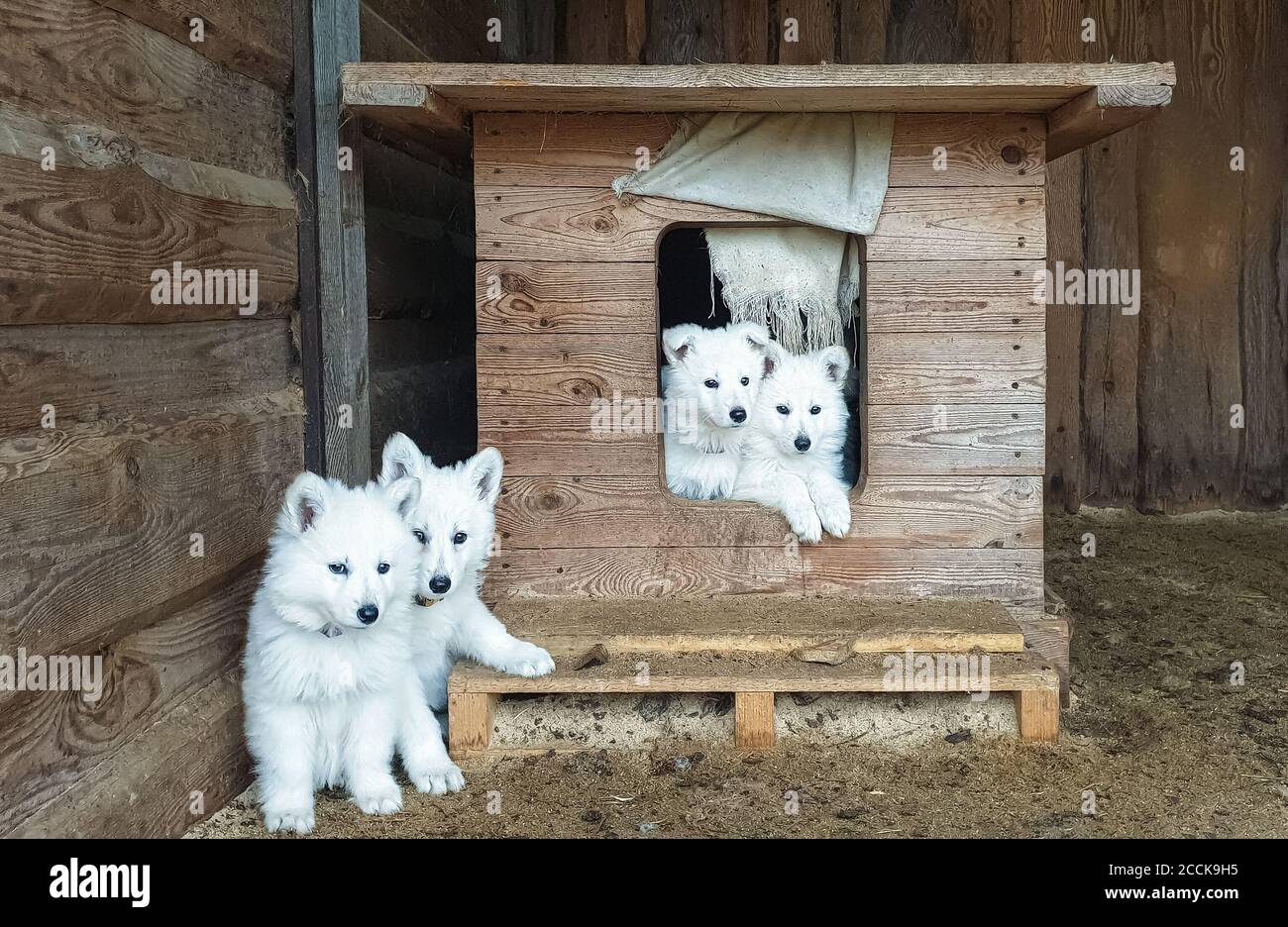 Niedliche Welpen von einem weißen Schweizer Schäferhund in einem Holz Kabine Blick in die Kamera Stockfoto