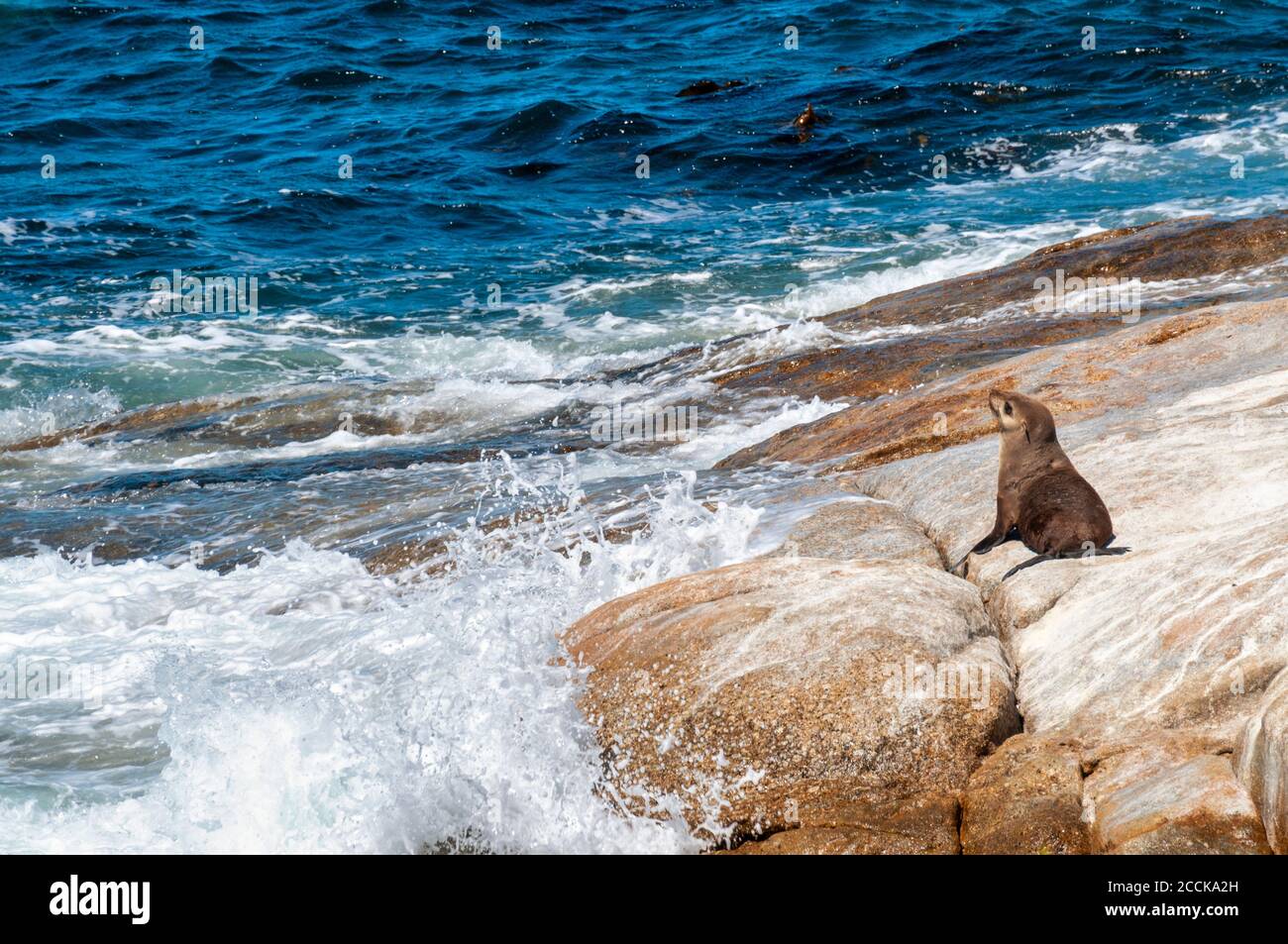 Braune Pelzrobbe (Arctocephalus pusillus) am Boulders Beach, Simons Town, Südafrika Stockfoto