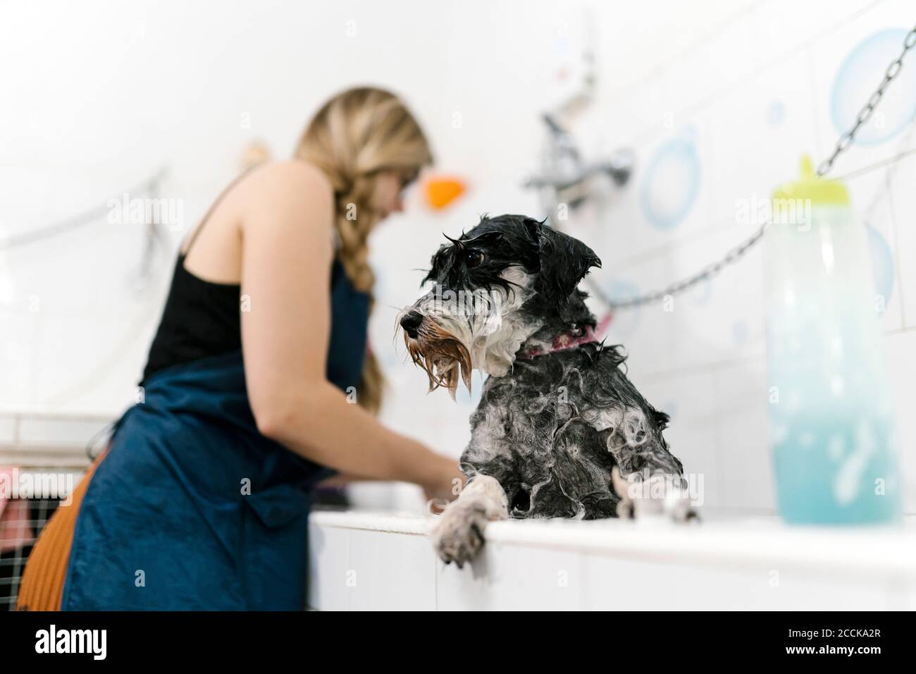 Nahaufnahme von nassem Schnauzer im Waschbecken mit weiblicher Pistenarbeit Im Hintergrund Stockfoto
