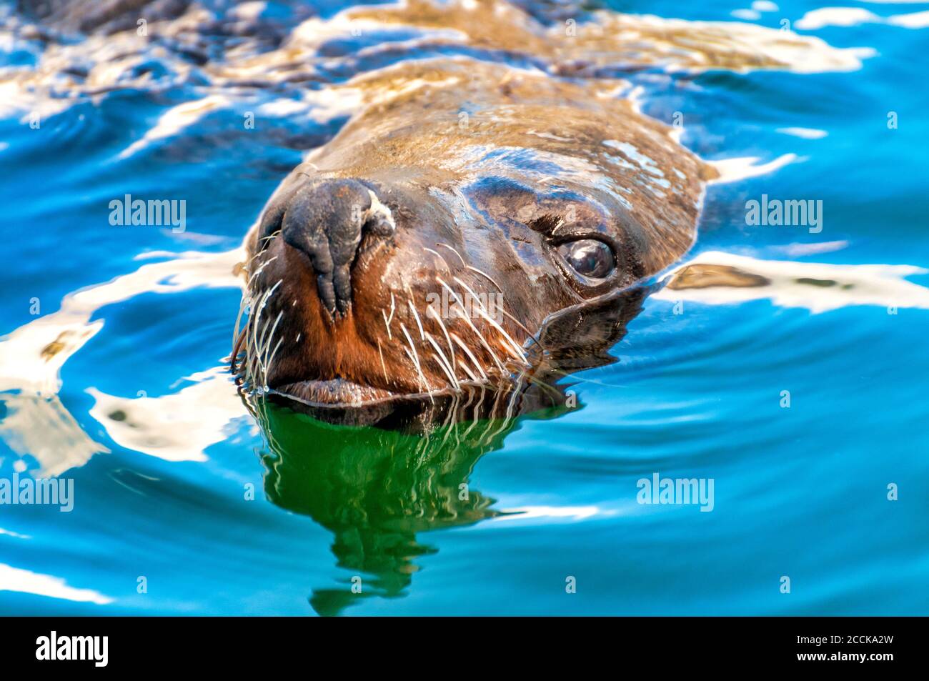 Schwimmende braune Fellrobbe für Erwachsene (Arctocephalus pusillus) Stockfoto