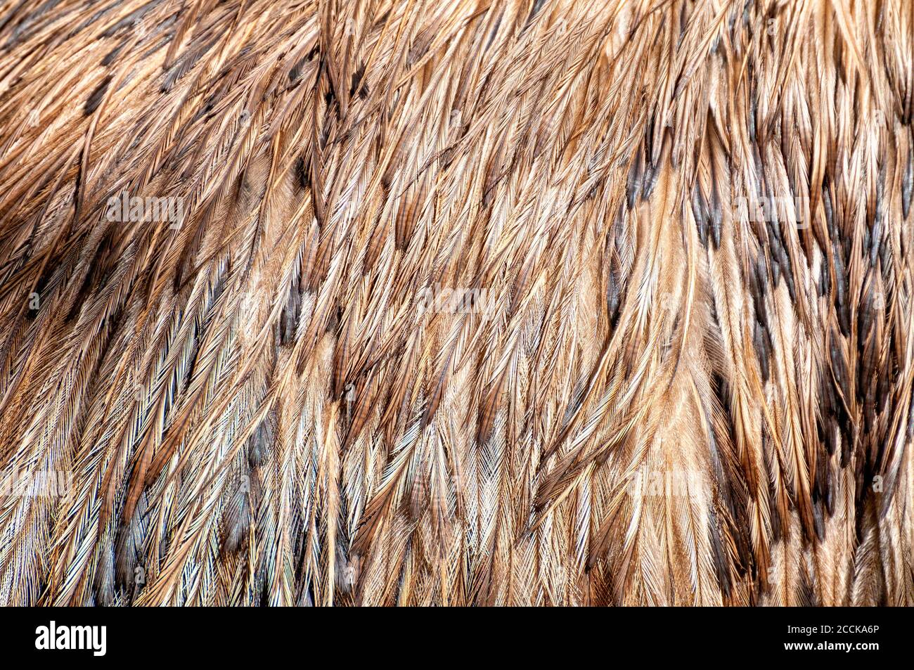 Federn eines weiblichen südafrikanischen Straußes (Struthio camelus australis) Stockfoto