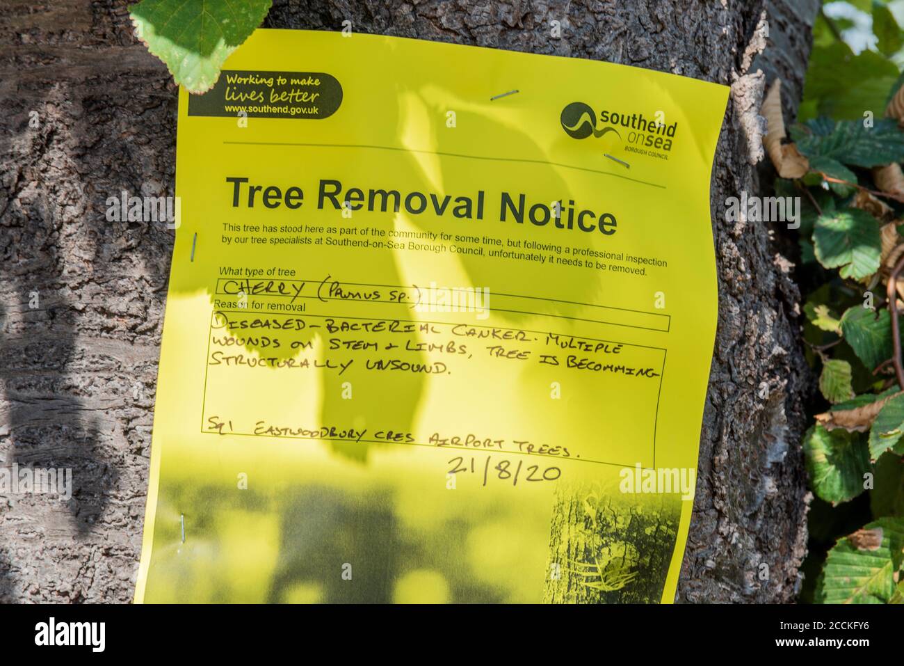 Ein Hinweisschild zum Entfernen von Bäumen ist an einem Baum in Southend on Sea, Essex, Großbritannien angebracht. Southend Borough Council, arbeitet daran, das Leben besser zu machen. Erkrankte Canker Stockfoto