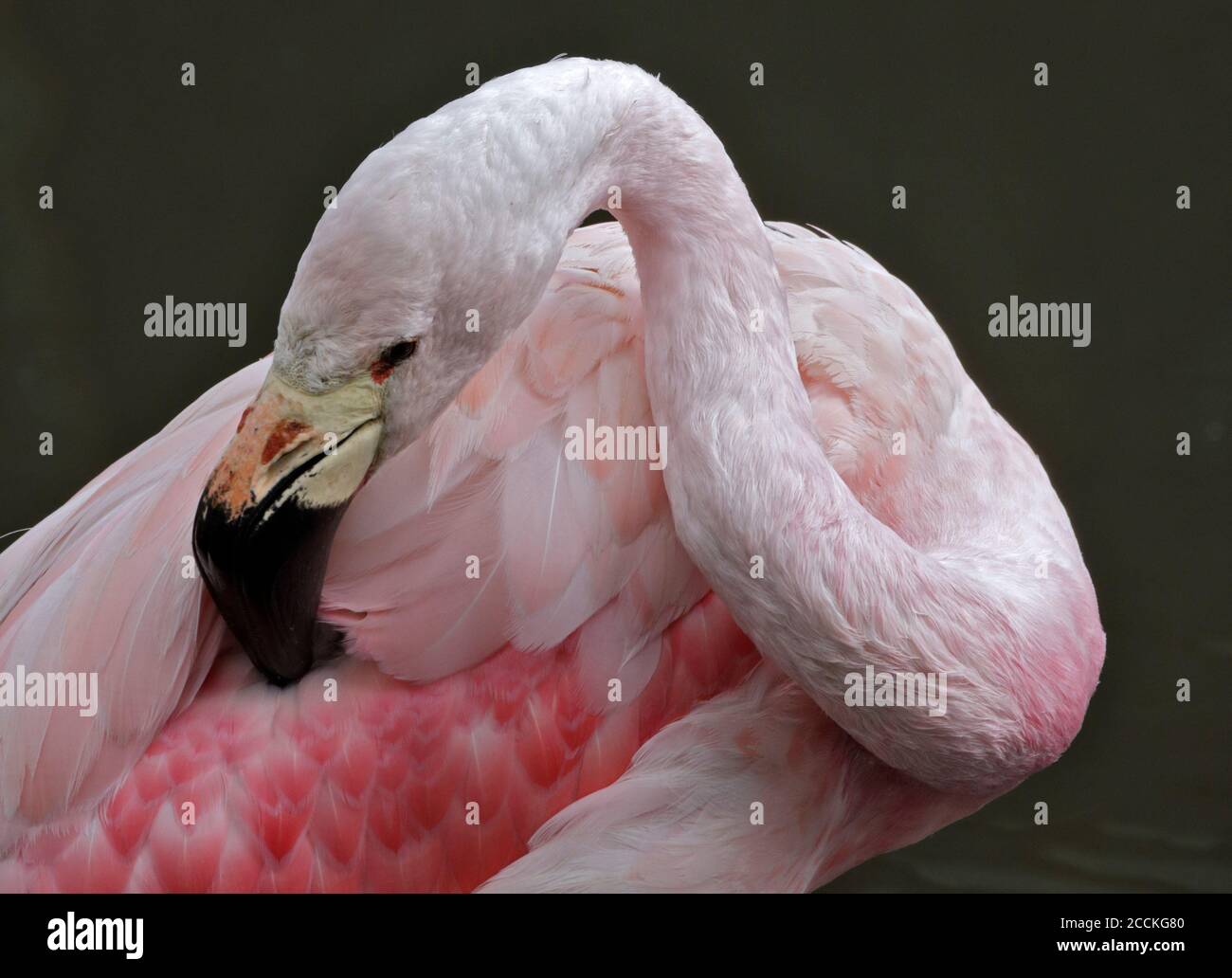 Anden-Flamingo (phoenicoparrus andinus) Präening Stockfoto