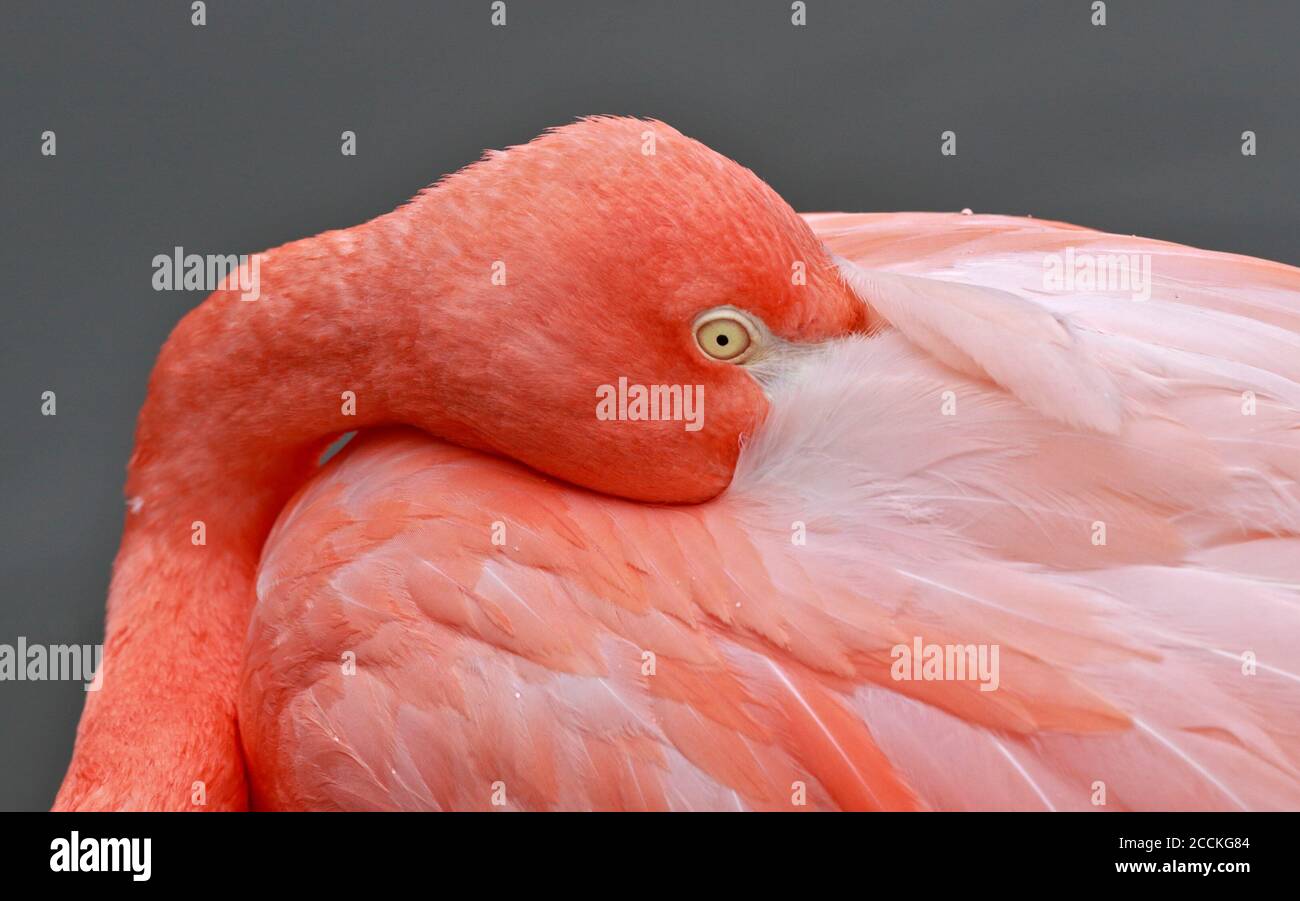 Karibik Flamingo (Phoenicopterus Ruber) Stockfoto