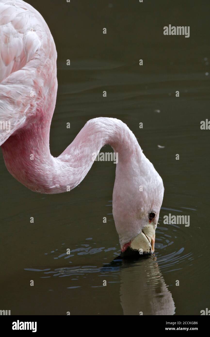 Anden Flamingo (phoenicoparrus andinus) trinken Stockfoto