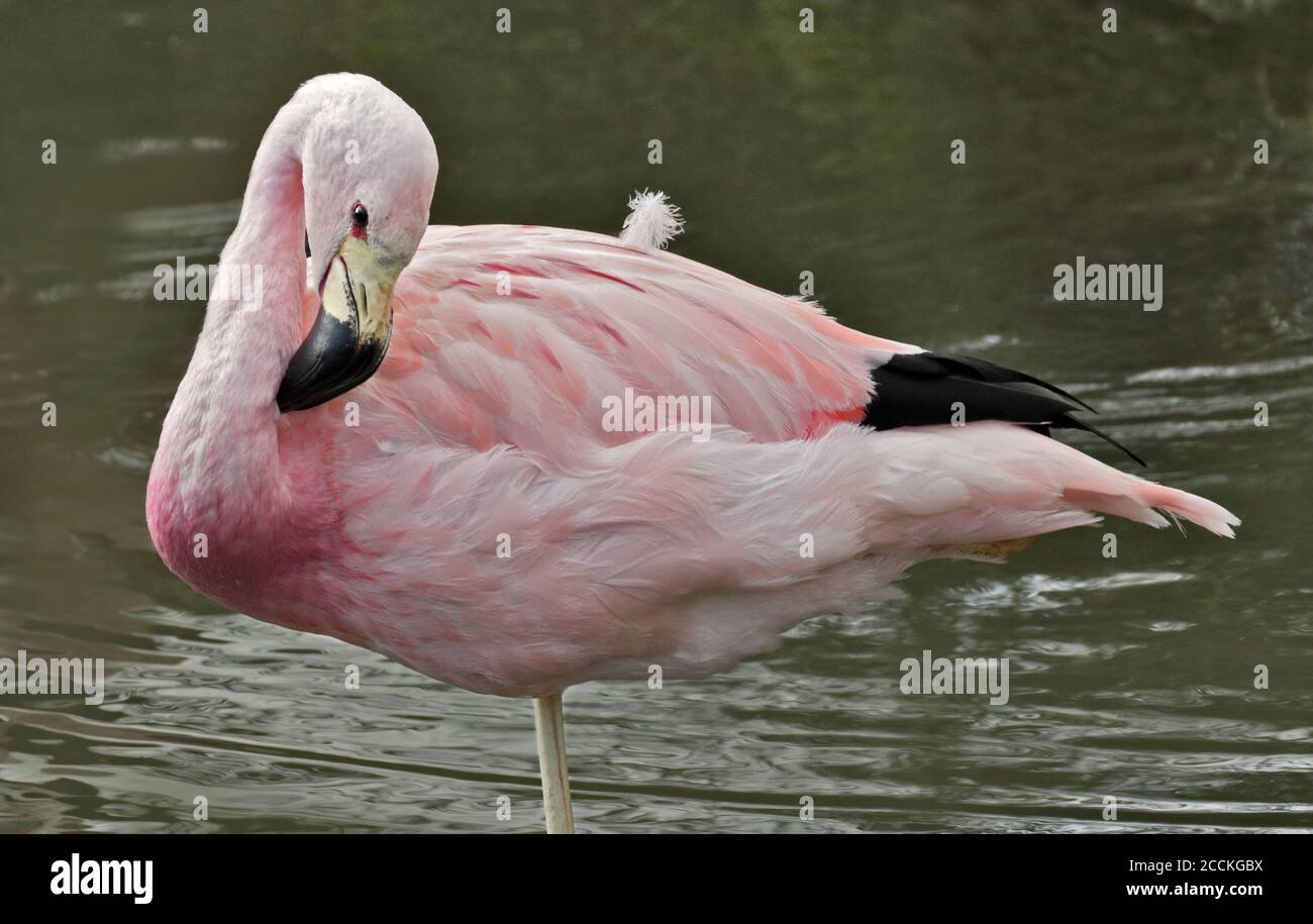 Anden-Flamingo (phoenicoparrus andinus) Präening Stockfoto