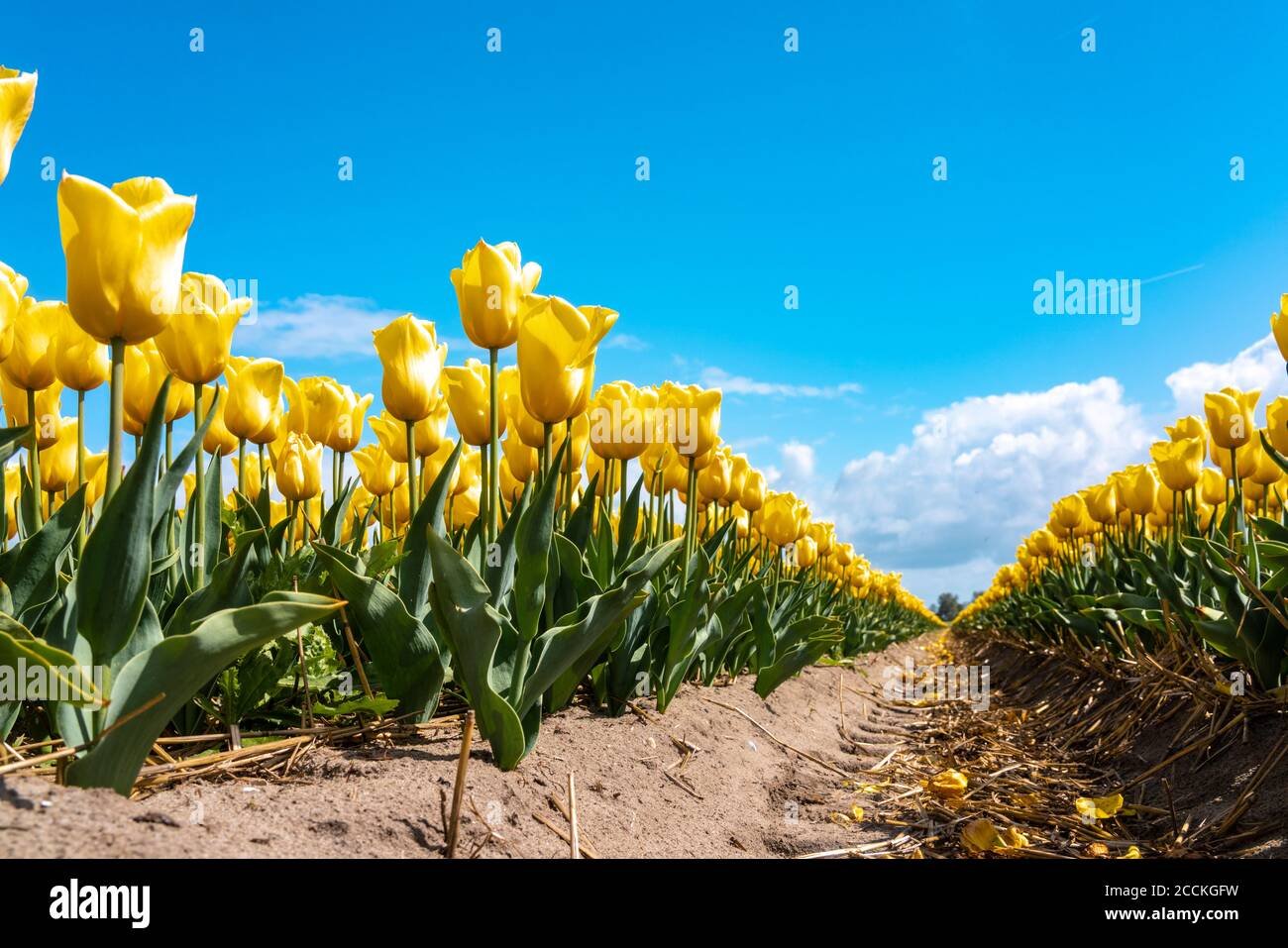 Gelbe Tulpen blühen im Frühlingsfeld Stockfoto