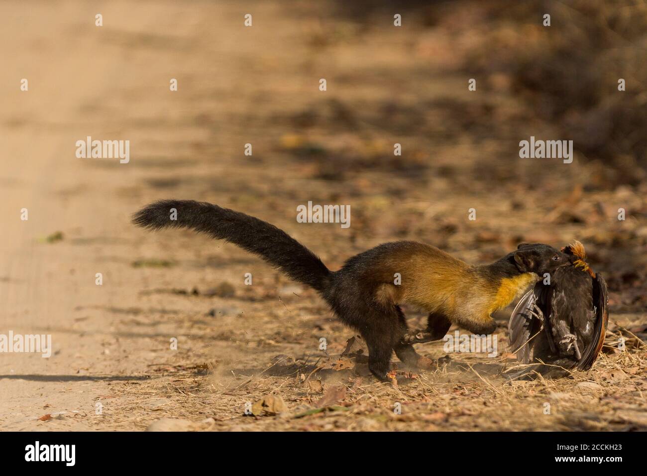 Gelbkehliger Marder mit Rotkehlchen, die in den Wald laufen, Jim Corbett National Park, Uttarakhand, Indien Stockfoto