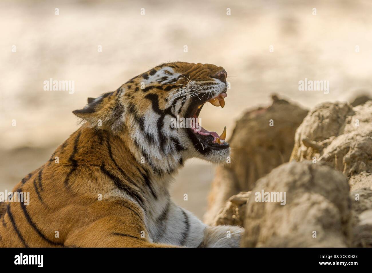 Alte weibliche Tiger mit gebrochenen Hunde gähnend, Jim Corbett Nationalpark, Uttarakhand, Indien Stockfoto