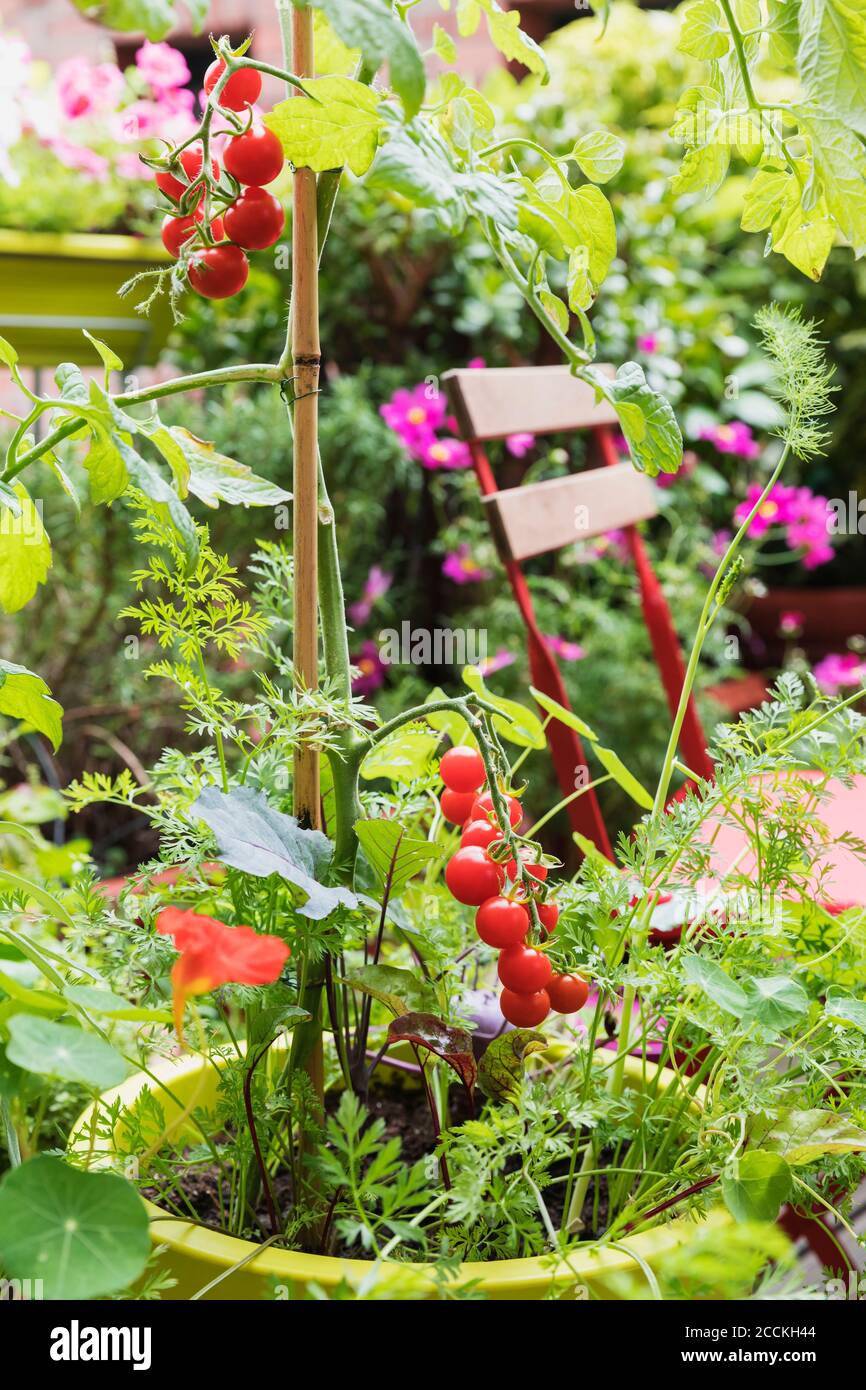 Tomaten und verschiedene Kräuter wachsen im Balkongarten Stockfoto