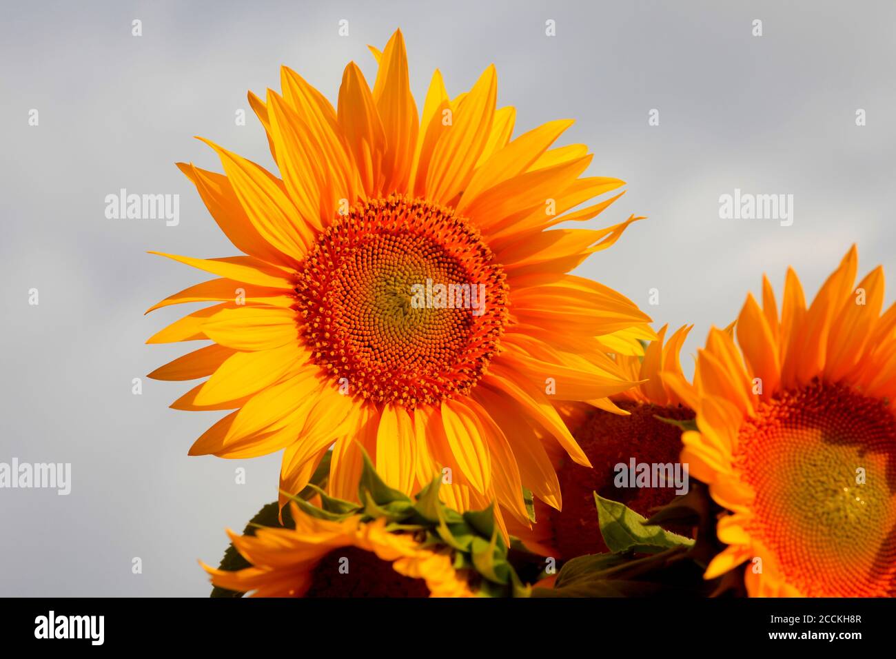 Gelb blühende Sonnenblumen Stockfoto