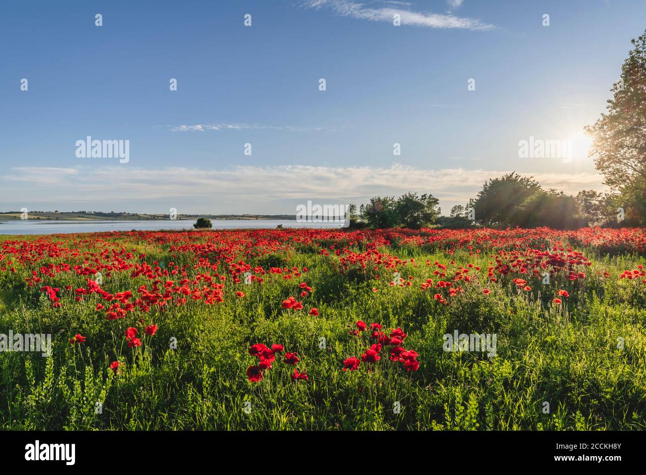 Bett mit blühenden Mohnblumen bei Sonnenuntergang Stockfoto