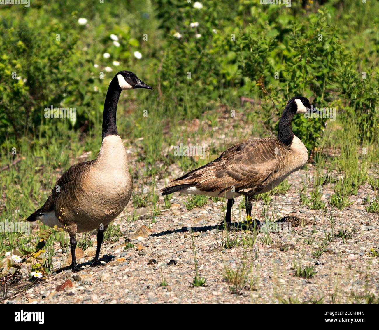 Kanadische Gänse Paar Nahaufnahme Profilansicht mit einem Laubhintergrund in ihrem Lebensraum und Umgebung, Blick nach rechts. Stockfoto