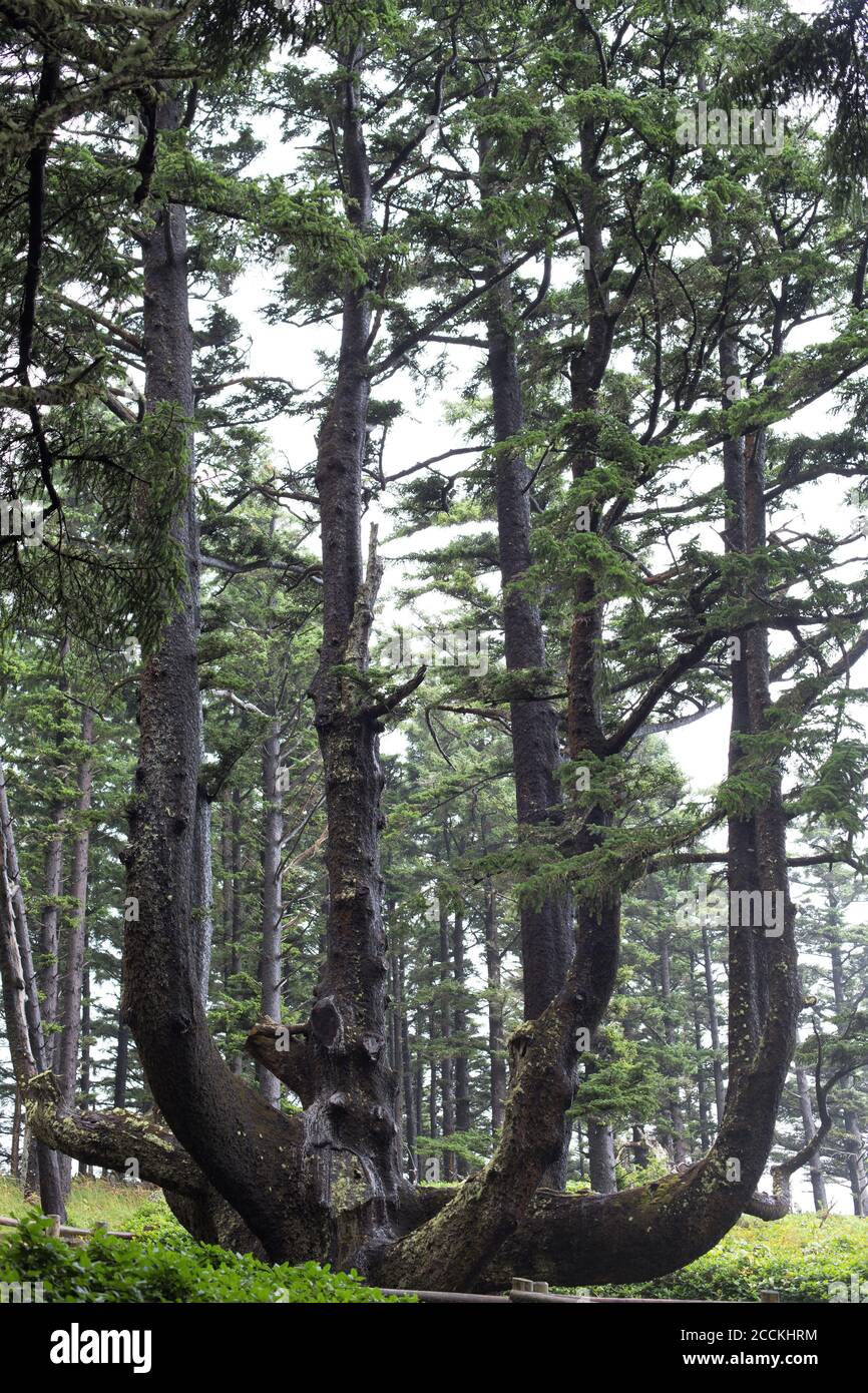 Der Octopus Baum am Cape Meares in Oregon, USA. Stockfoto