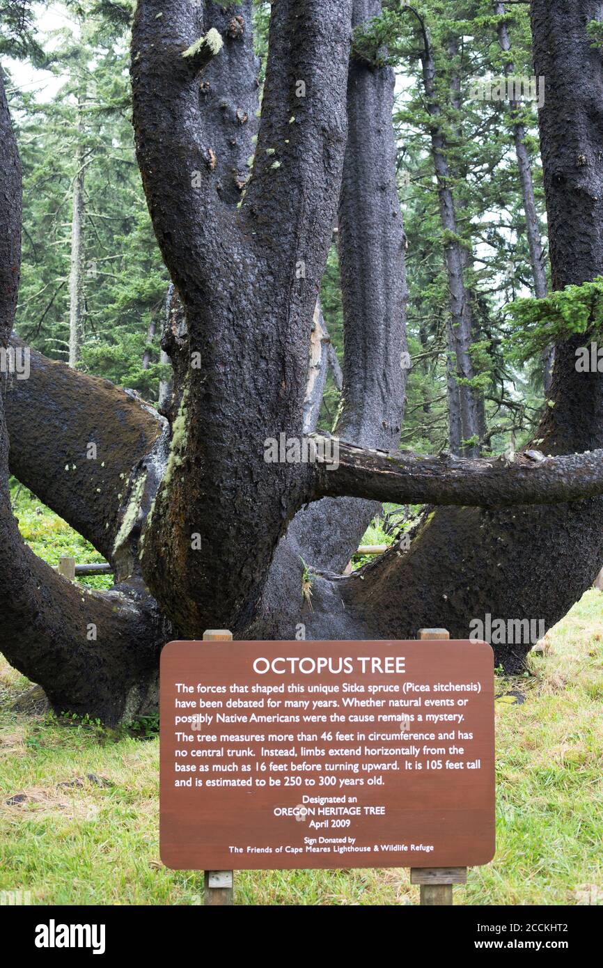 Der Octopus Baum am Cape Meares in Oregon, USA. Stockfoto