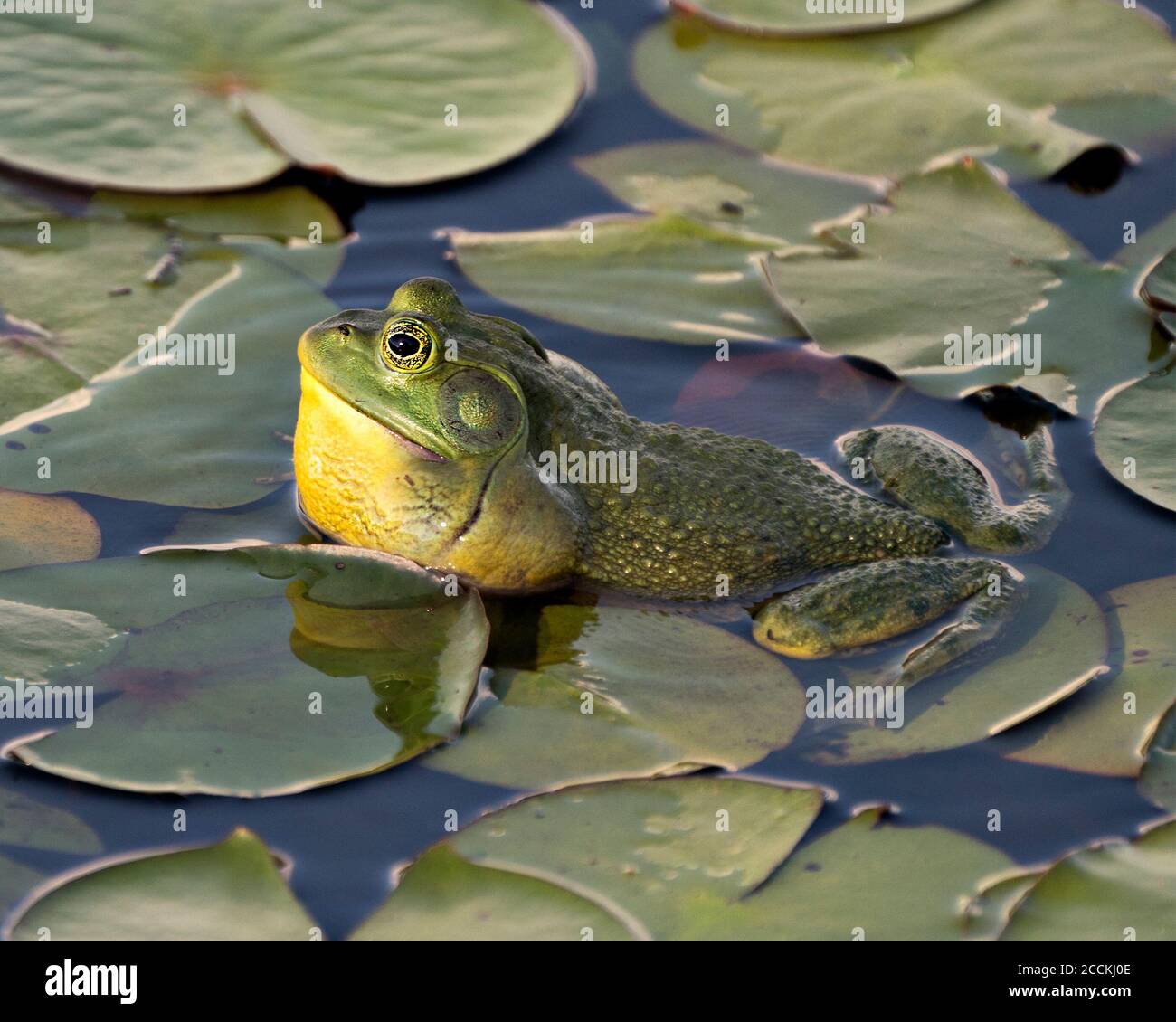 Frosch auf einer Seerose im Wasser sitzend, zeigt grünen Körper, Kopf, Beine, Auge in seiner Umgebung und Lebensraum, Blick auf die linke Seite. Stockfoto