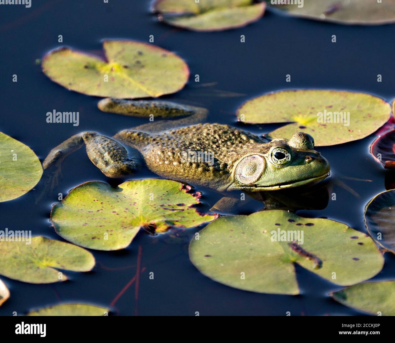 Frosch, der auf einer Seerose im Wasser sitzt, zeigt grünen Körper, Kopf, Beine, Auge in seiner Umgebung und seinem Lebensraum und schaut auf die rechte Seite. Stockfoto