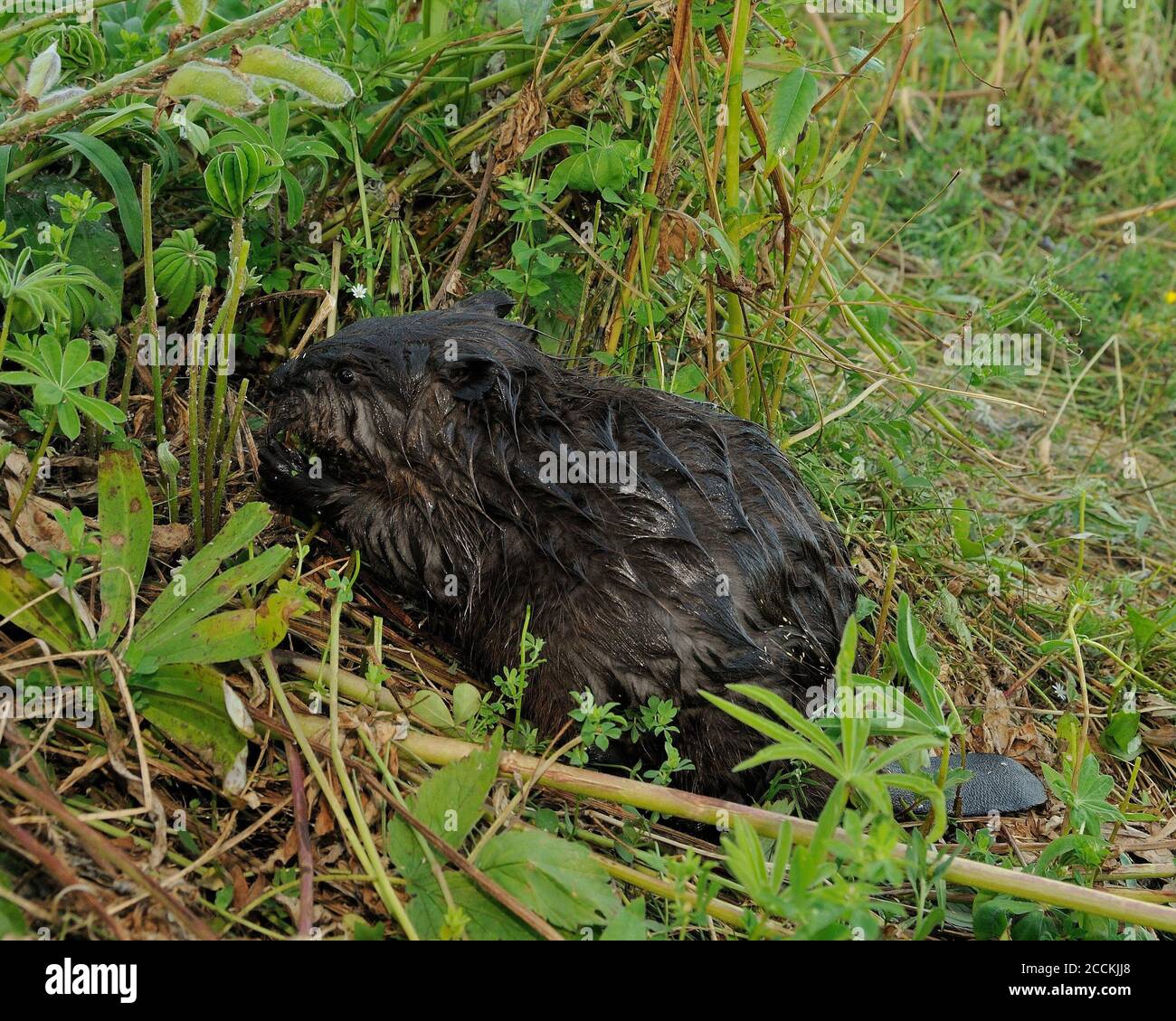 Biber Baby Nahaufnahme Gras essen, zeigt braune Fell, Körper, Kopf, Augen, Ohren, Nase, Schnurrhaare, Pfoten, in seiner Umgebung und Lebensraum mit einem Laub fo Stockfoto