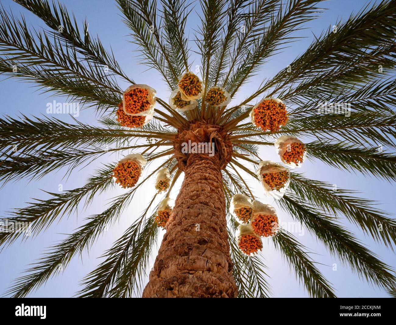Dattelpalme steht gegen die Sonne Stockfoto