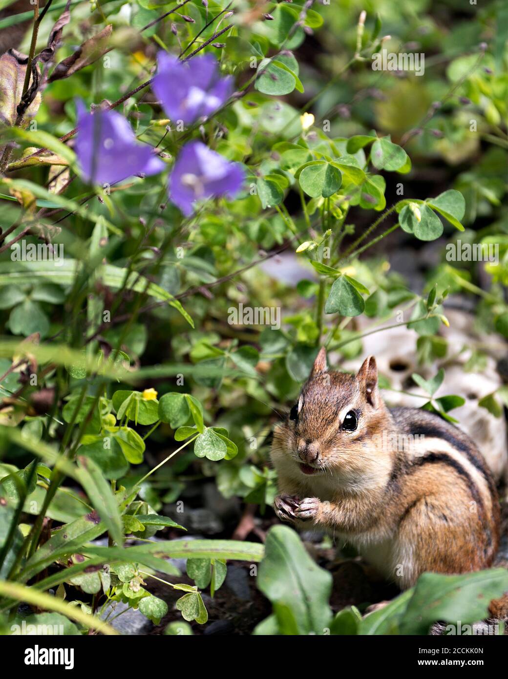 Chipmunk Nahaufnahme Profil Ansicht in seiner Umgebung und Lebensraum mit Wildblumen und Laub Hintergrund und Vordergrund Blick auf die Kamera. Bild. Bild. Stockfoto