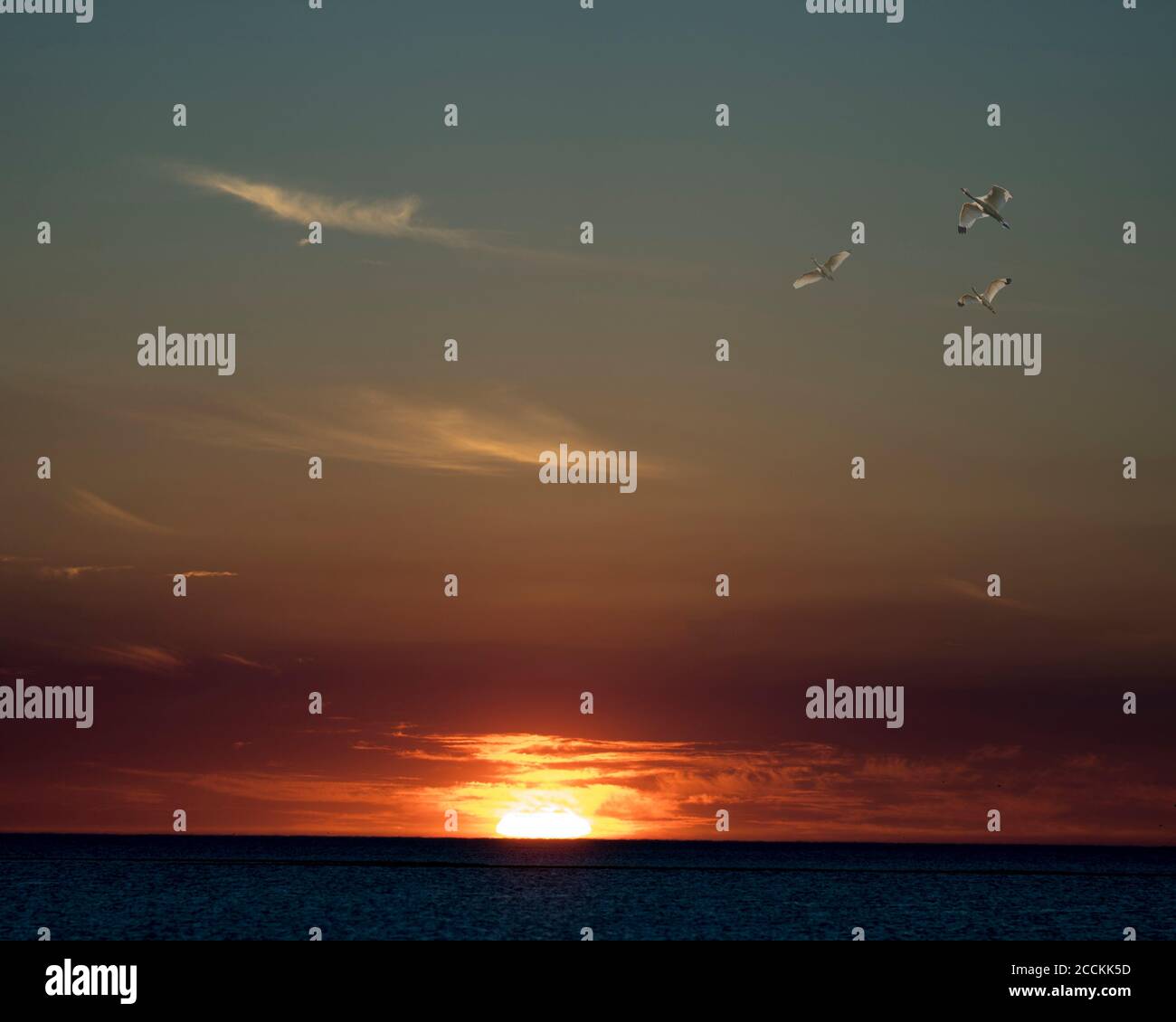 Sonnenuntergang mit drei weißen Vögeln fliegen in einer Dreieckslage neben Wolken, Sonnenuntergang darüber und über Wasser. Stockfoto
