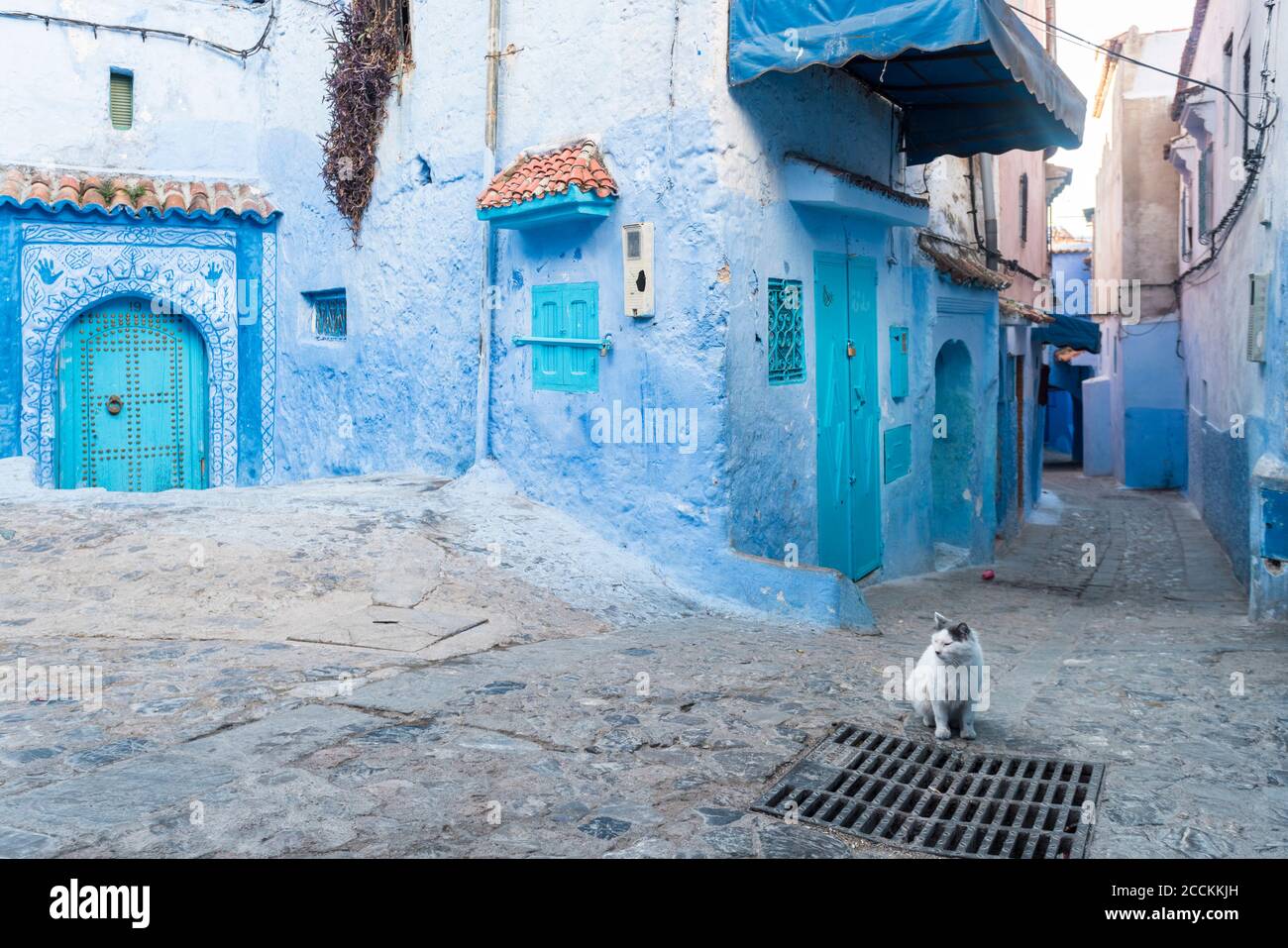 Katze sitzt auf Gasse gegen blaue Häuser in Chefchaouen, Marokko Stockfoto