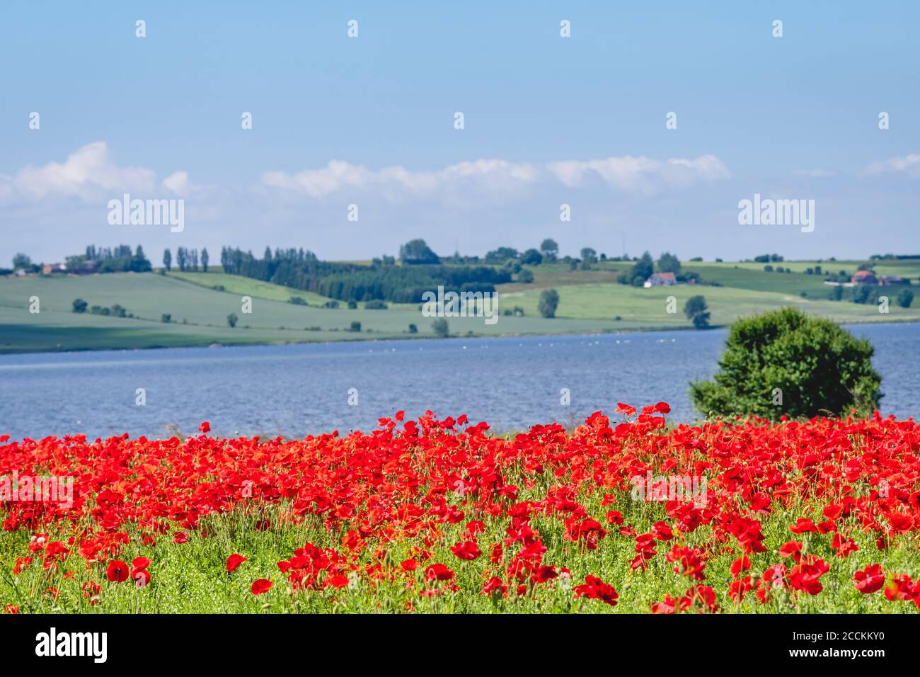 Bett mit blühenden Mohnblumen Stockfoto