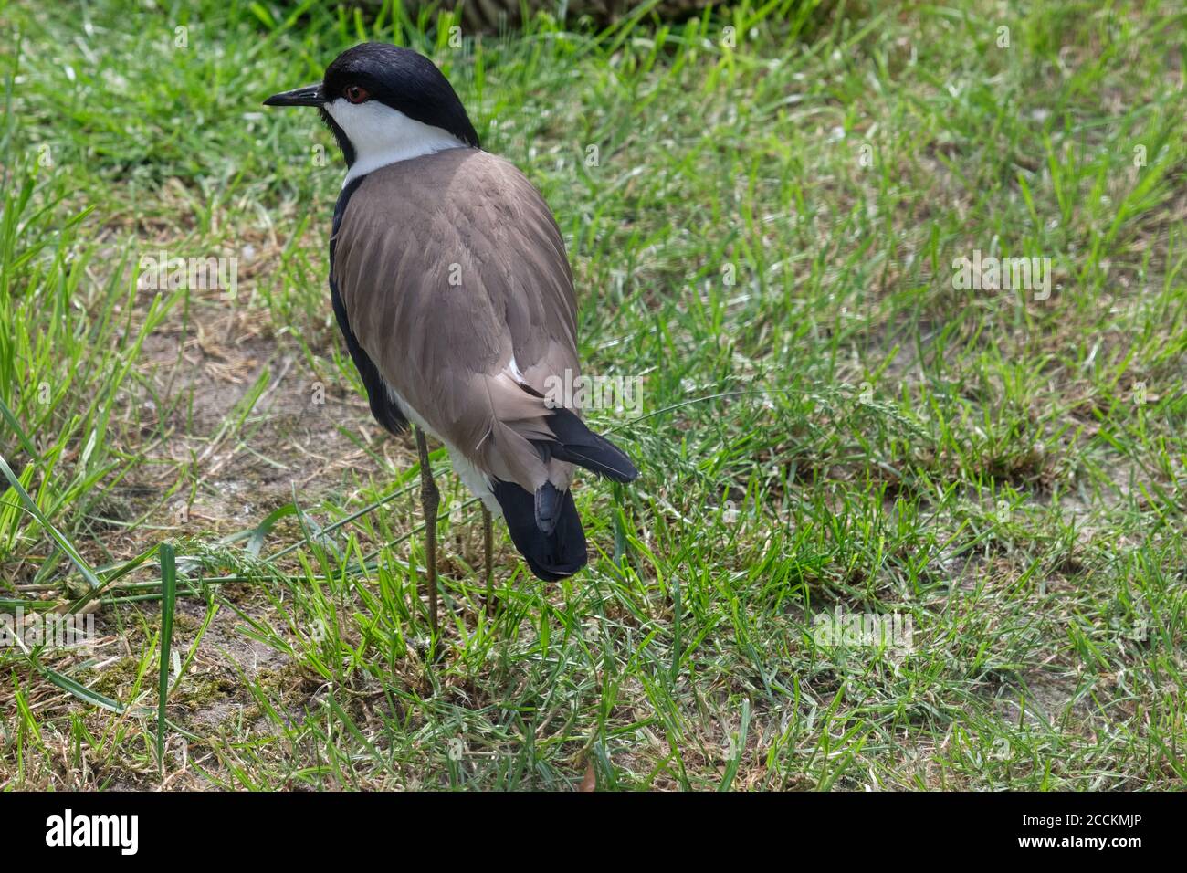 Chilenischer Kiebitz auf grünem Gras, von oben gesehen Stockfoto