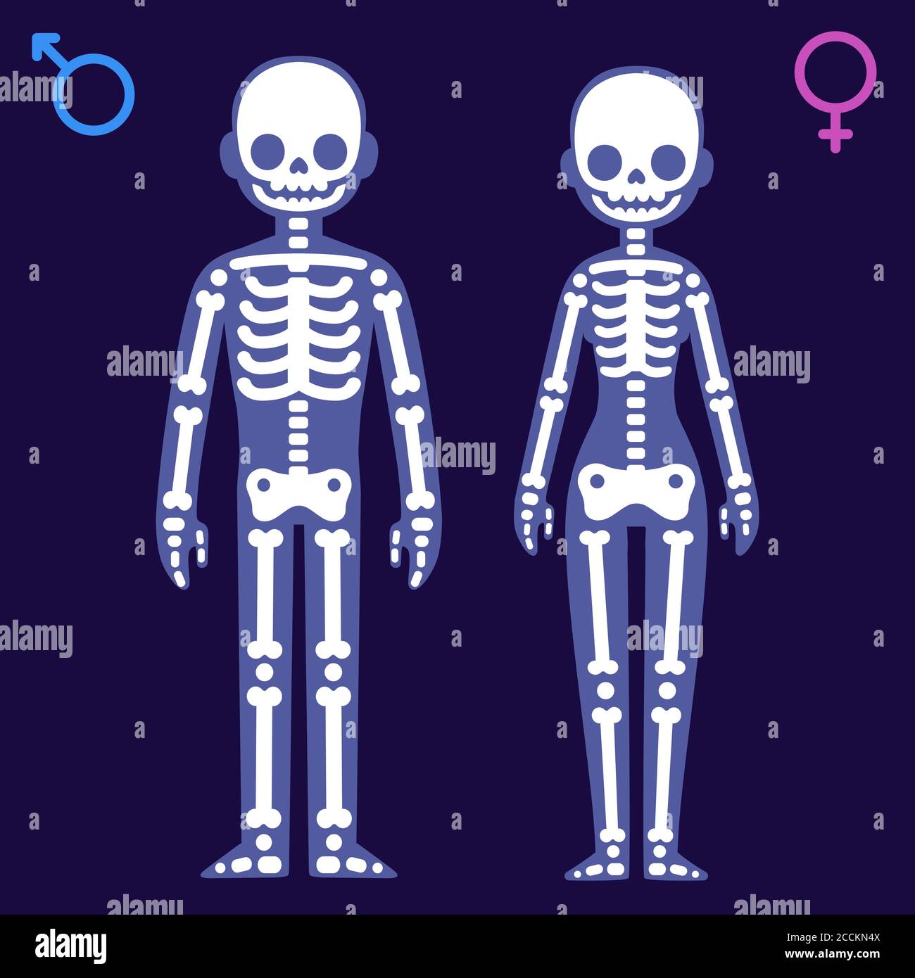 Stilisierte Cartoon männliche und weibliche Skelette mit Gender-Symbole. Röntgenvektorillustration von Mann und Frau. Stock Vektor