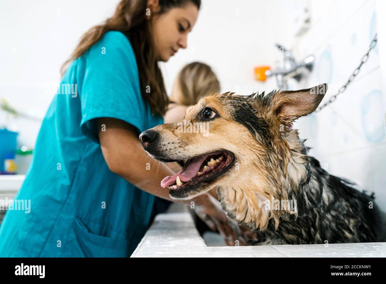 Weibliche Pistenbude deutscher Schäferhund im Waschbecken im Tierladen Stockfoto